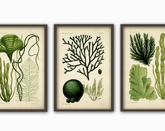 Green Seaweed Print Bathroom Decor Algae Art Print, Marine Biology Large Wall Art Decor, Seaweed Poster Set of 3