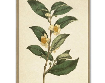 Theeplant print keuken muur kunst decor botanische poster