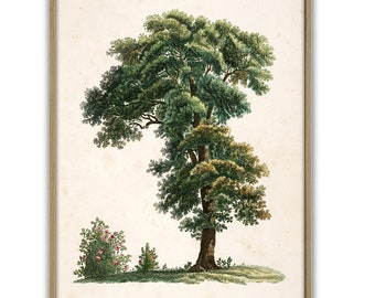 Oak Tree Print, Botanical Home Decor, Tree Wall Art, Oak Tree Decor, Tree Poster, Dendrology Art