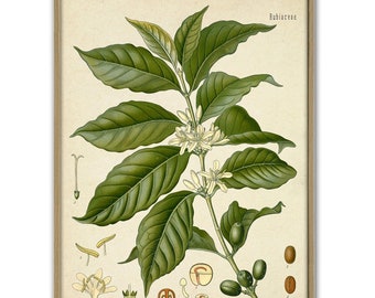 Impresión de café arábico - Impresión de planta de café - Póster de café - Impresión de arte de pared - Art-382
