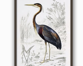 Heron print bird print bird illustration print bird poster wall art print vintage art home decor antique illustration eco 8x12 12x16