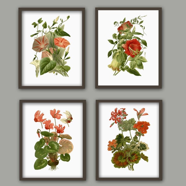 Beautiful Flowers Print Set of 4 Home Decor, Botanical Illustrations, Antique Book Plate Print,  geranium cyclamen