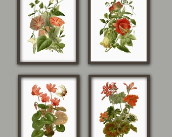 Hermoso juego de 4 impresiones de flores, decoración del hogar, ilustraciones botánicas, impresión de placa de libro antigua, ciclamen de geranio