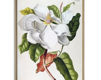Magnolia Print, Flower Botanical Wall Art Decor, Vintage Botanical Illustration, Large Scale Poster