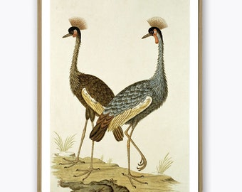 Two Cranes, Bird Print, Large Scale Wall Art Decor, Vintage Illustration Print