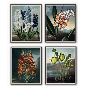 May include: Set of four botanical prints featuring different flowers. The prints are framed in brown frames and have a vintage aesthetic. The flowers include a white and blue hyacinth, a yellow and red flower, a red lily, and a green pitcher plant.