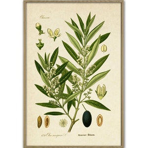 Olive Branch Print Vintage Olive Tree Olive Botanical Illustration Kitchen Decor