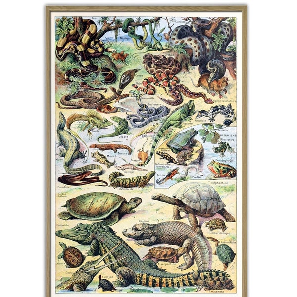 Vintage Animals Print, Adolphe Millot Poster,  Home Decor, Reptiles Print, Animal Illustration Science Birthday Gift Idea