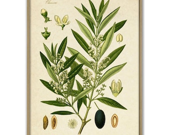 Olive Branch Print Vintage Olive Tree Olive Botanical Illustration Kitchen Decor