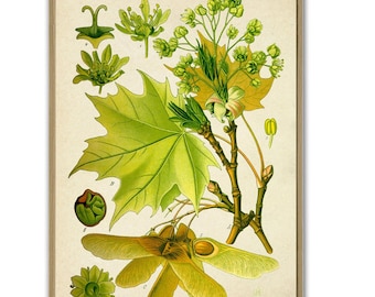 Botanical Maple Leaves Art Print, Kitchen Wall Decor