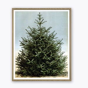 Christmas Tree Print Botanical Poster, Wall Art Decor, Pine Spruce Needles Tree Print, Forest Tree Poster