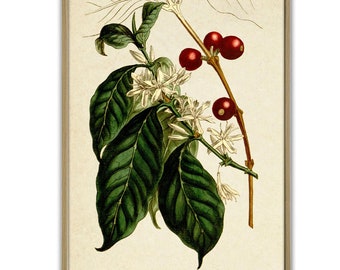 Coffee Arabica Print, Kitchen Decor, Coffee Plant Print, Coffee Poster, Wall Art Print