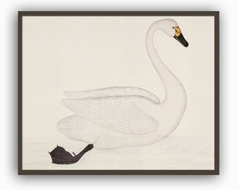 Impresión de cisne, decoración de pared de pájaros, cartel horizontal de pájaros