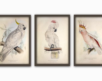 Antique Bird Print Set of 3, Bird Wall Art Decor, Parrot Illustration, Bird Picture, Bird Painting, Parrot Print Set of 3