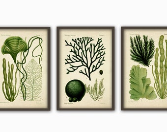Set of 3 Green Seaweed Print, Bathroom Decor, Seaweed Algae Art Print, Marine Biology Art Decor, Seaweed Poster Set of 3