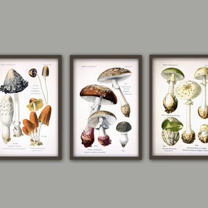 Set of 3 Mushroom Print - Mushroom Wall Art - Botanical  Poster - Forest Plants - Kitchen Wall Art - Red Orange Brown