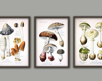 Set of 3 Mushroom Print - Mushroom Wall Art - Botanical  Poster - Forest Plants - Kitchen Wall Art - Red Orange Brown