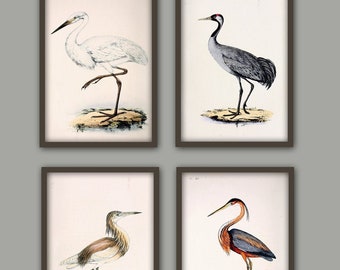 Bird Print, Large Scale Wall Art Decor, Vintage Bird Illustration, Crane Heron, Home Gallery,  Set of 4