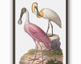 Roseate Spoonbill, Pink Heron, Large Bird Wall Art Print