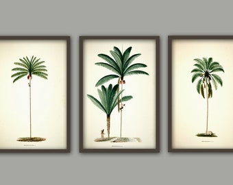 Palm Tree Botanical Wall Art Print Set of 3, Palm Home Decor, Palm Illustration Tropical Tree Poster, Beach House Decor, Large Wall Art