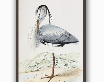 Heron Print, Bird Print, Antique Bird Illustration Print, Modern Wall Art Decor, Wild Bird Art