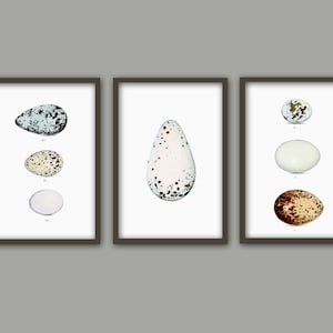 Birds Eggs Print Set of 3, Birds Antique Book Plate Illustration, Bird Poster, Bird Decor, Bird Eggs Decor, Kitchen Wall Art Print
