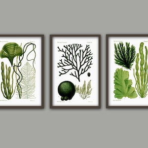 Green Seaweed Print Set of 3, Bathroom Decor, Seaweed Algae Art Print, Marine Biology Art Decor, Seaweed Painting Set of 3