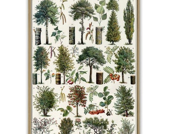Wald Bäume Druck, Botanische Vintage Illustration Druck, Arten von Bäumen, Wandkunst Dekor, Art-1086