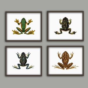 Frogs Wall Art Print Set of 4, Antique Frog Book Plate Illustration, Frog Biology Print, Amphibian Poster, Wall Art Decor
