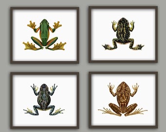 Set di 4 stampe artistiche da parete raffiguranti rane, illustrazione antica di ex libris raffigurante rane, stampa di biologia delle rane, poster di anfibi, decorazione artistica da parete