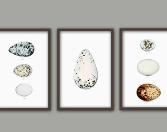 Birds Eggs Print Set of 3, Birds Antique Book Plate Illustration, Bird Poster, Bird Decor, Bird Eggs Decor, Kitchen Wall Art Print