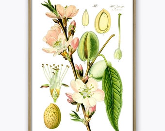 Almond Print Botanical Vintage Illustration Almond Tree Poster Farm Kitchen Decor