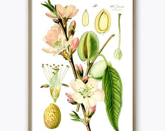 Impresión de almendras, ilustración botánica vintage, póster de almendro, decoración de cocina de granja