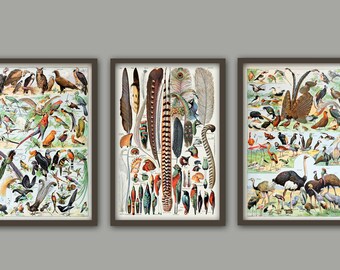 Bird Print Set, Bird Wall Art, Bird Poster, Home Decor, Living Room Prints, Larousse Vintage Illustration Print
