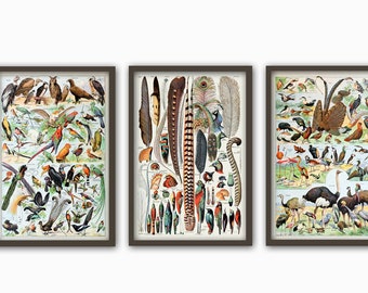 Póster de pájaro con impresión de pájaro, decoración de pared, impresión de ornitología, decoración de pared para oficina