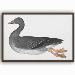 Bird Print Wall Art Decor Vintage Illustration Waterfowl Bird Living Room Decor Kitchen Wall Art