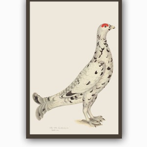 Black Grouse Bird Print, Vintage Bird Illustration, Large Wall Art Decor, Living Room Wall Decor,  Art-770(10)