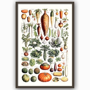 Vegetable Print, Botanical Print, Vintage Botanical Art, Carrot, Pumpkin, Giclee, Art, Kitchen Art