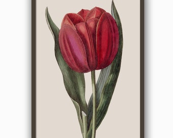 Botaniskt konsttryck med röd tulpan, blomillustration