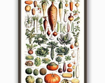 May include: A vintage botanical illustration featuring a variety of vegetables, including carrots, onions, pumpkins, and cabbages. The vegetables are depicted in a realistic style with detailed drawings of their leaves, roots, and stems.