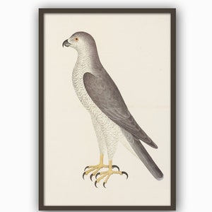 Bird Art Print, Bird Wall Decor, Living Room Decor, Ornithology Print, Predatory Bird Poster