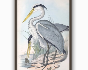 Heron Print Bird Print, Large Wall Art Decor, Living Room Decor, Vintage Bird Illustration, Kitchen Wall Art, Grey Heron