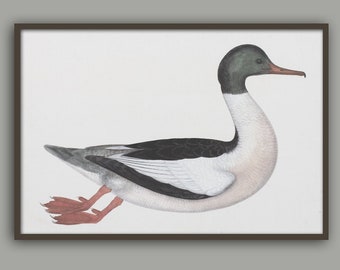 Vintage Duck Print , Vintage Bird Print, Antique Illustration