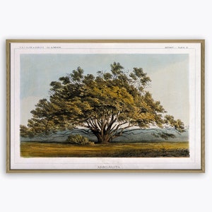 Tree Print, Botanical Home Decor, Tree Wall Art, Tree Decor, Tree Poster, Dendrology Art, Manzanita