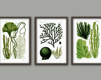 Green Seaweed Print Set of 3, Bathroom Decor, Seaweed Algae Art Print, Marine Biology Art Decor, Seaweed Painting Set of 3