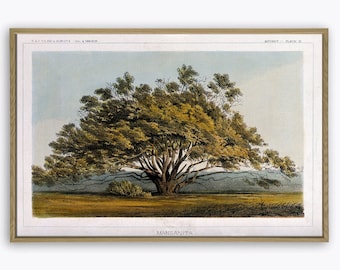 Tree Print, Botanical Home Decor, Tree Wall Art, Tree Decor, Tree Poster, Dendrology Art, Manzanita