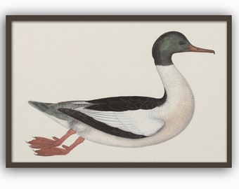 Duck Bird Print Wall Art Decor Living Room Decor Kitchen Decor Vintage Art