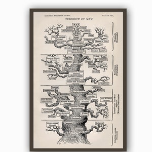 Evolution Man Tree Print - Tree of Life Print - Wall Art Decor - Pedigree of Man - Science Print - Human Print - Vintage Art