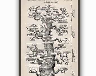 Evolution Man Tree Print - Tree of Life Print - Wall Art Decor - Pedigree of Man - Science Print - Human Print - Vintage Art