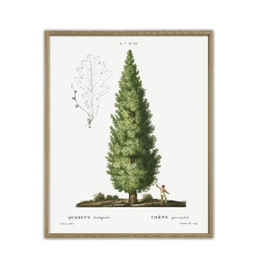 English Oak Tree Print, Botanical Home Decor, Tree Wall Art, Oak Tree Decor, Tree Poster, Dendrology Art